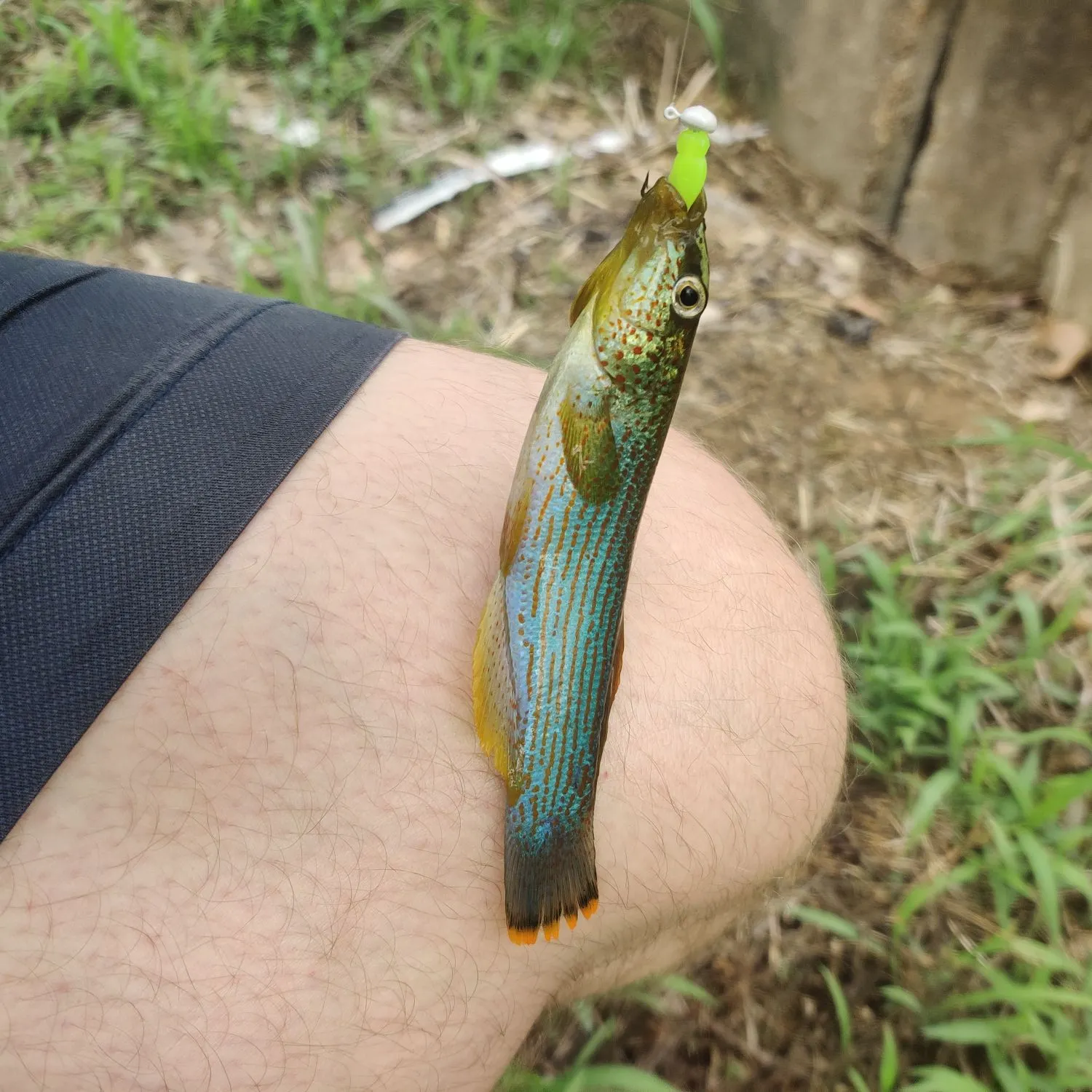 The most recent Northern studfish catches on Fishbrain