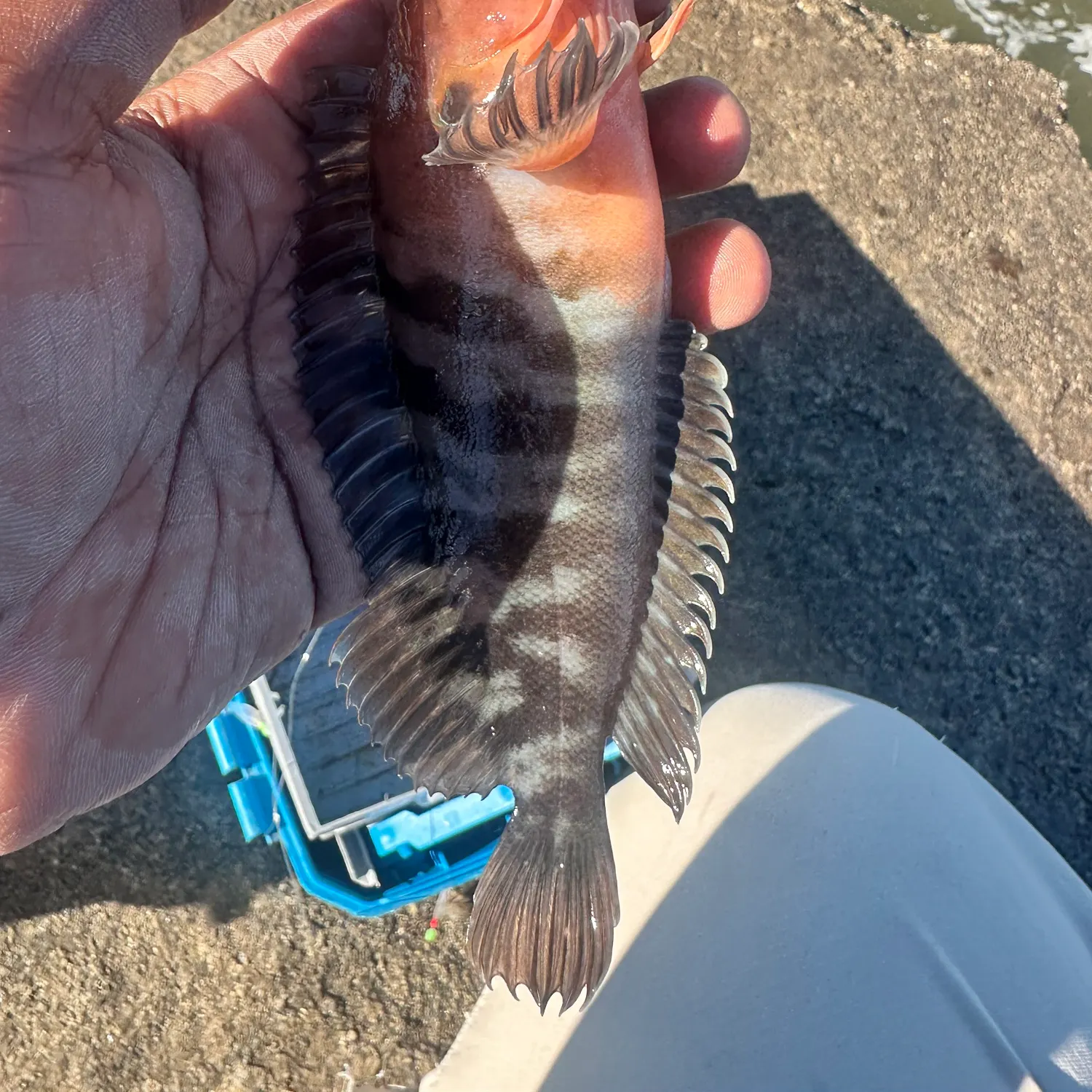 The most recent Hairy blenny catches on Fishbrain
