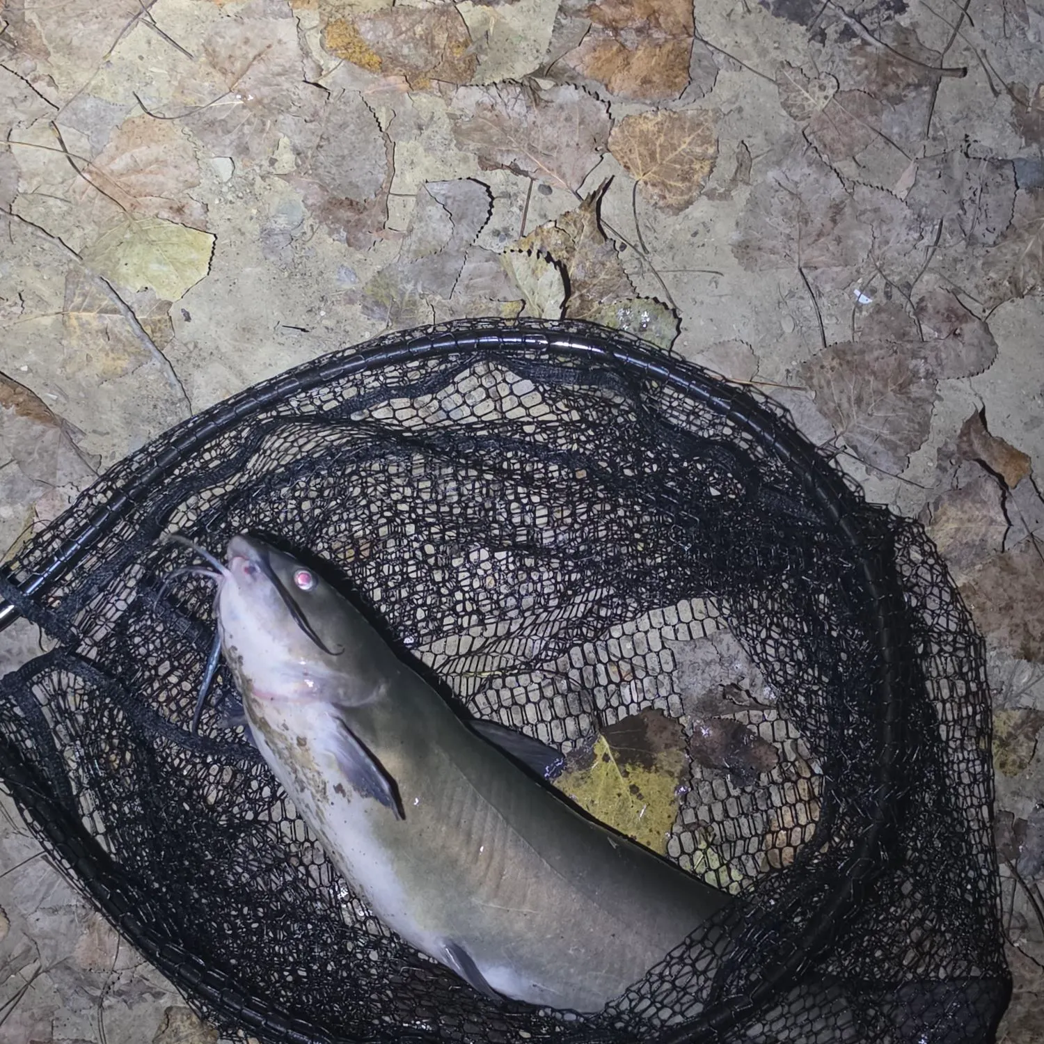 Channel catfish caught on Fishbrain