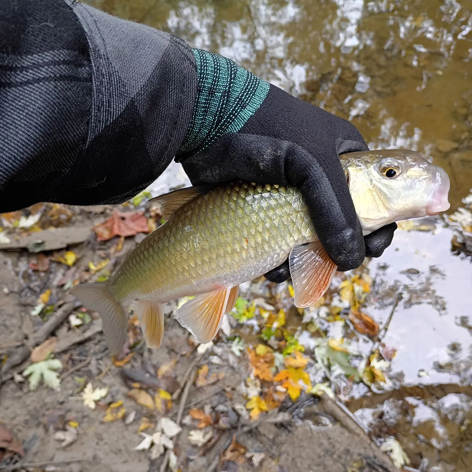Golden redhorse caught on Fishbrain