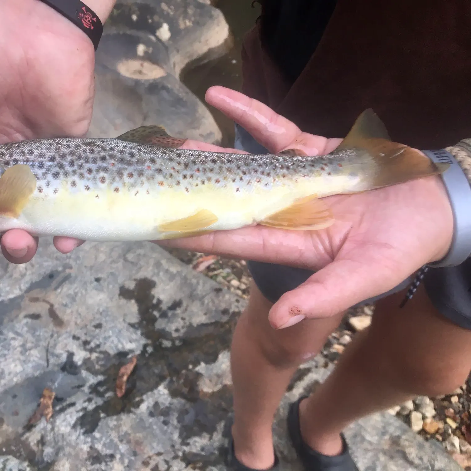 Brown trout caught on Fishbrain