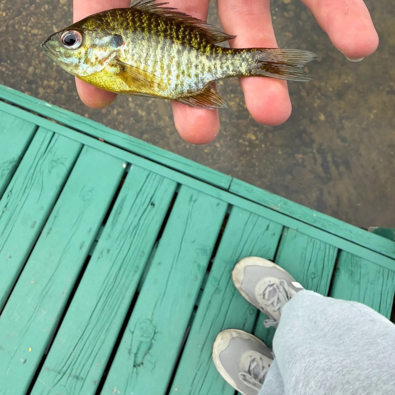 Bluegill caught on Fishbrain