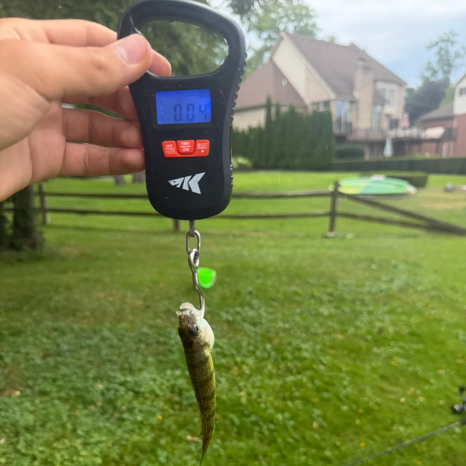 Yellow perch caught on Fishbrain