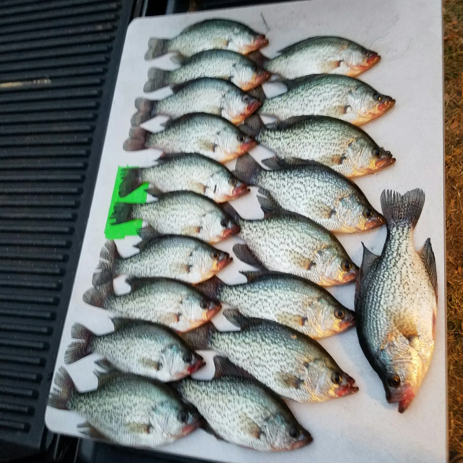 recently logged catches