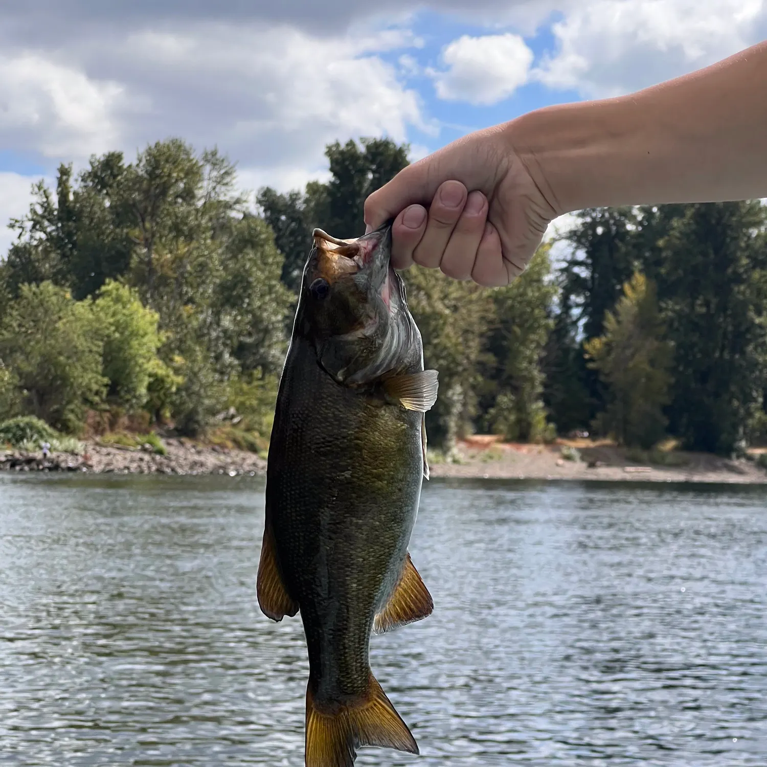 Smallmouth bass caught on Fishbrain