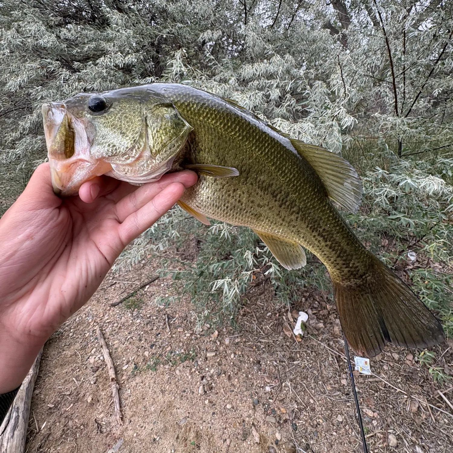 Largemouth bass caught on Fishbrain