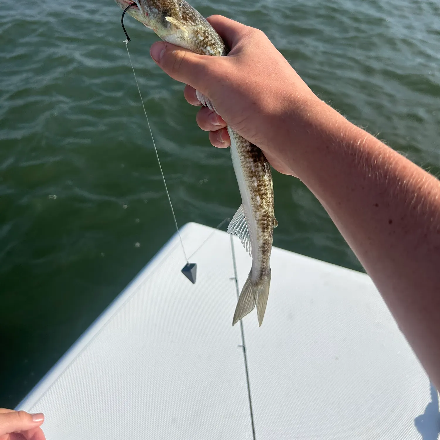 Inshore lizardfish caught on Fishbrain