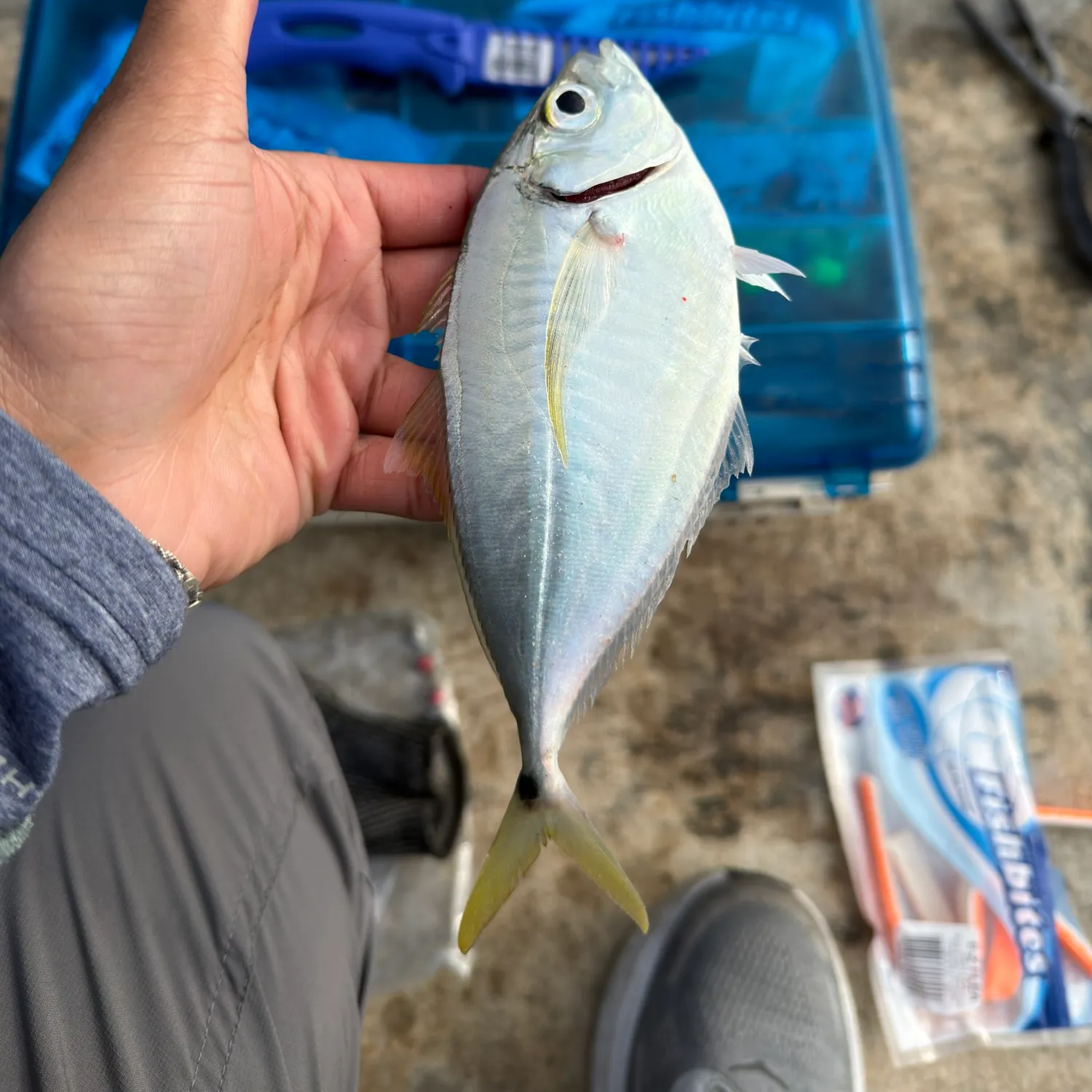 The most recent Atlantic bumper catches on Fishbrain