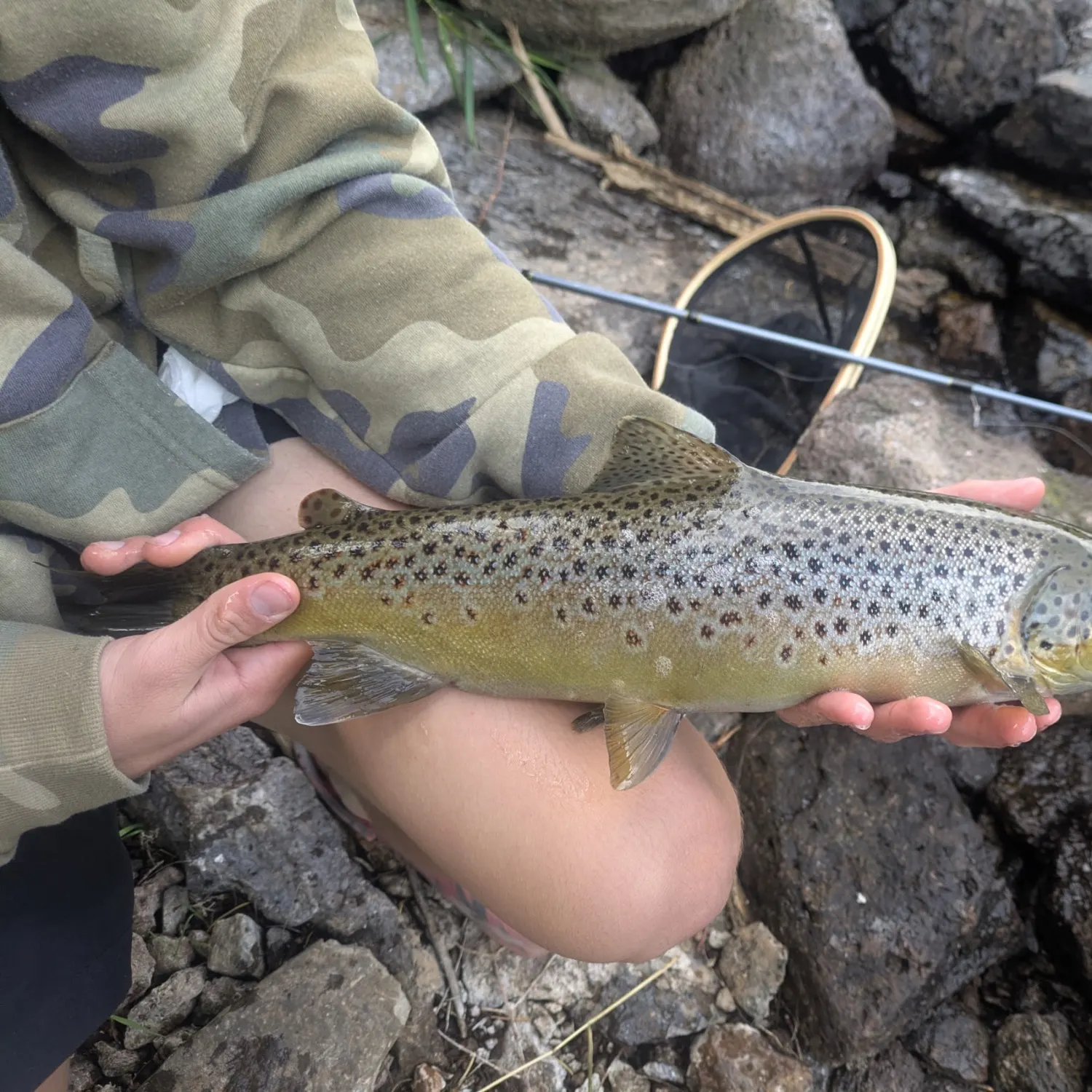Brown trout caught on Fishbrain