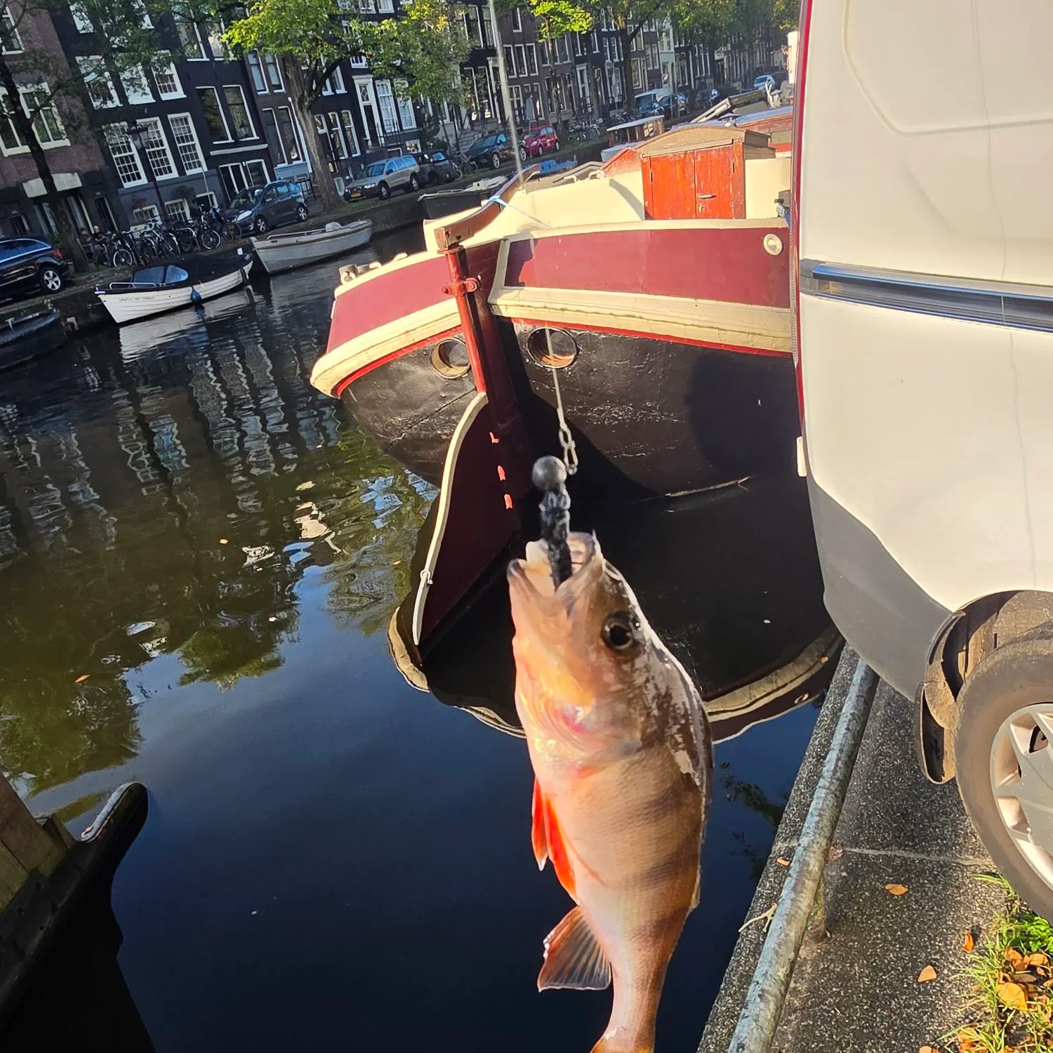 European perch caught on Fishbrain