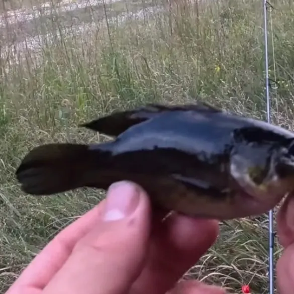 The most recent Mud sunfish catches on Fishbrain