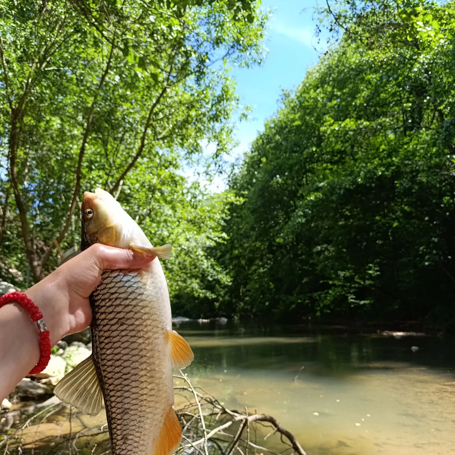 European chub caught on Fishbrain