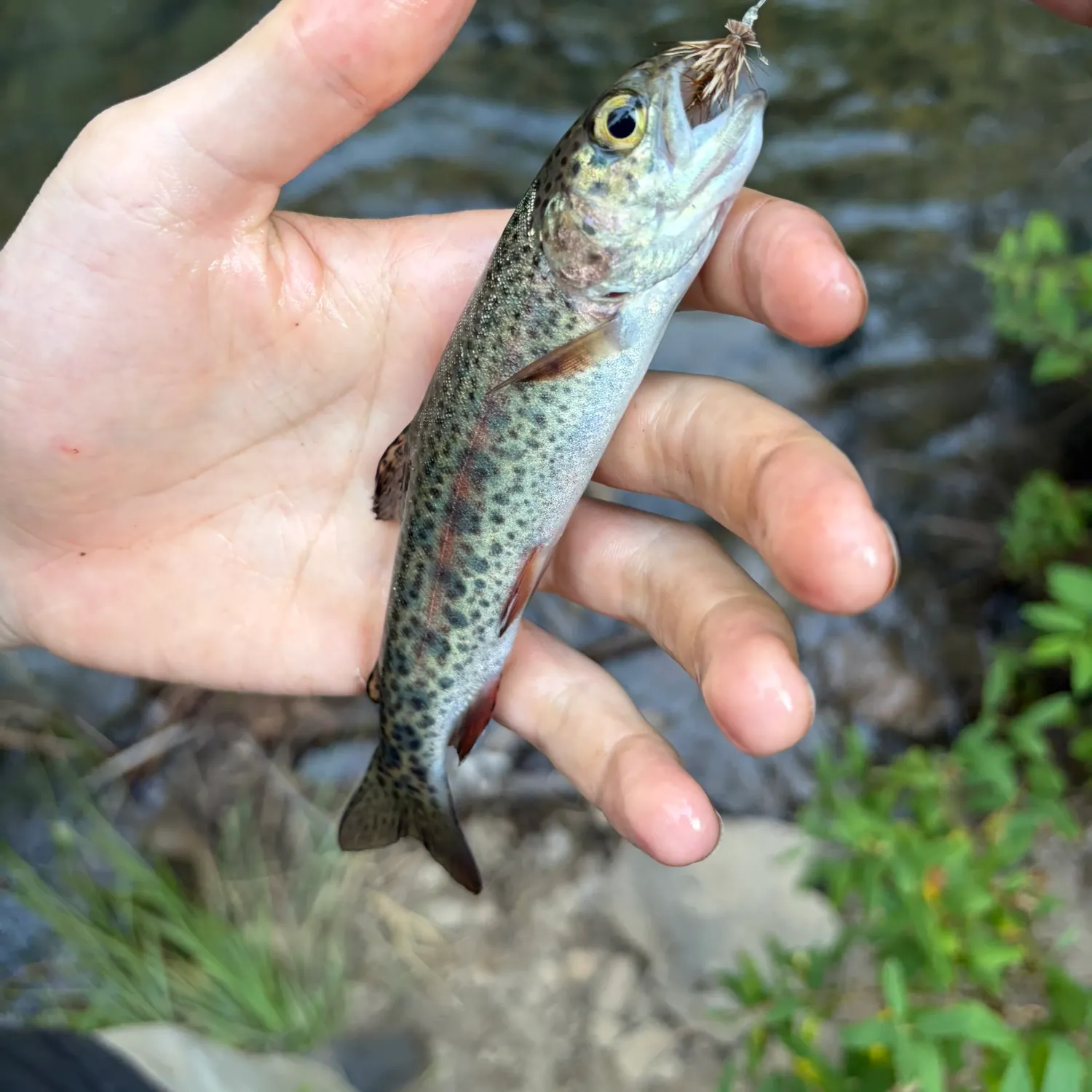 The most recent Goose Lake Redband Trout catches on Fishbrain
