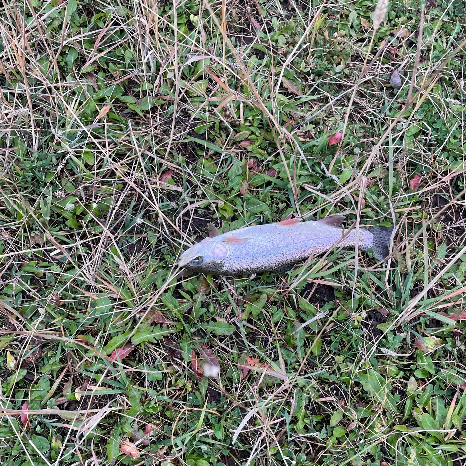 Rainbow trout caught on Fishbrain