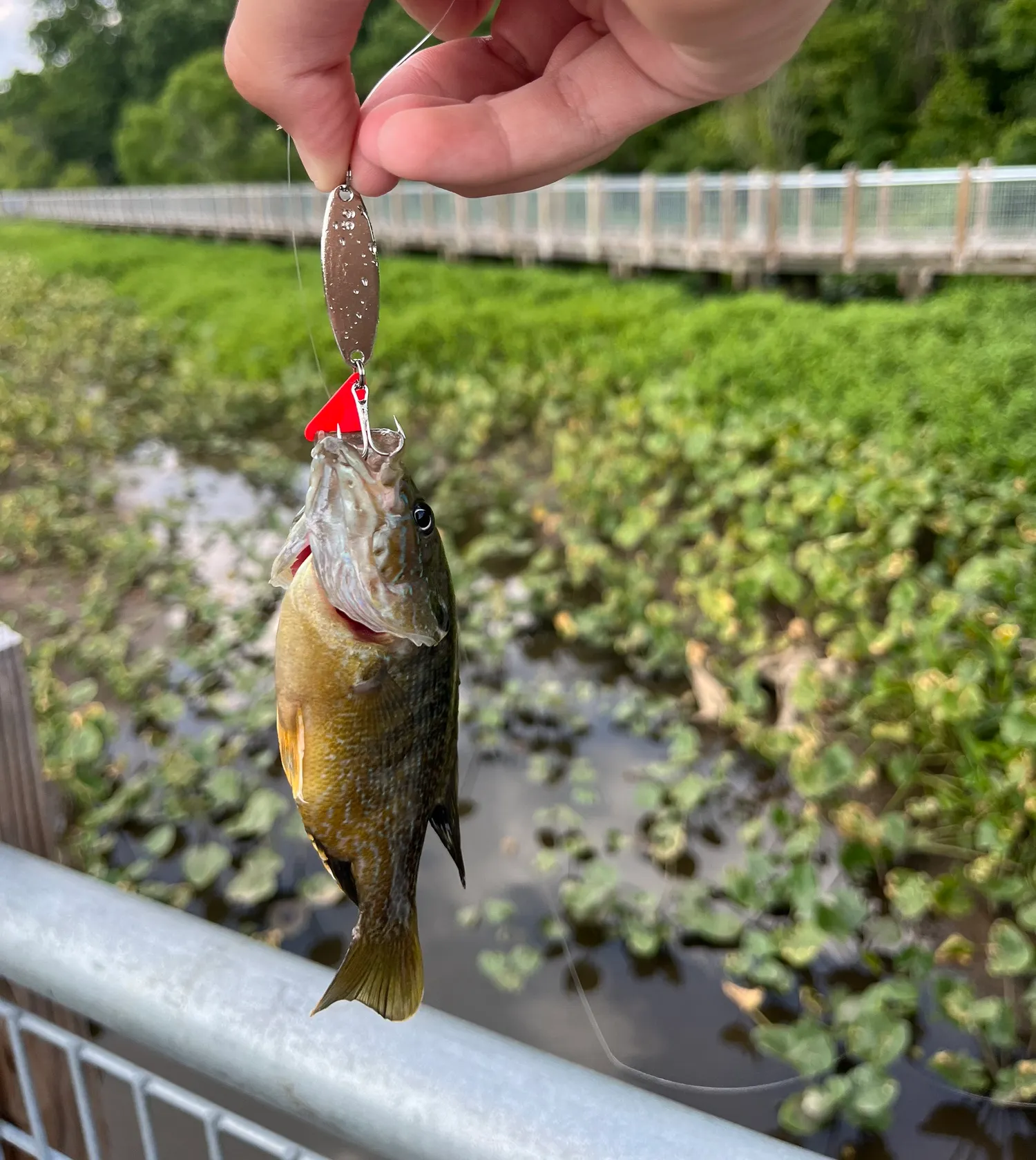 recently logged catches