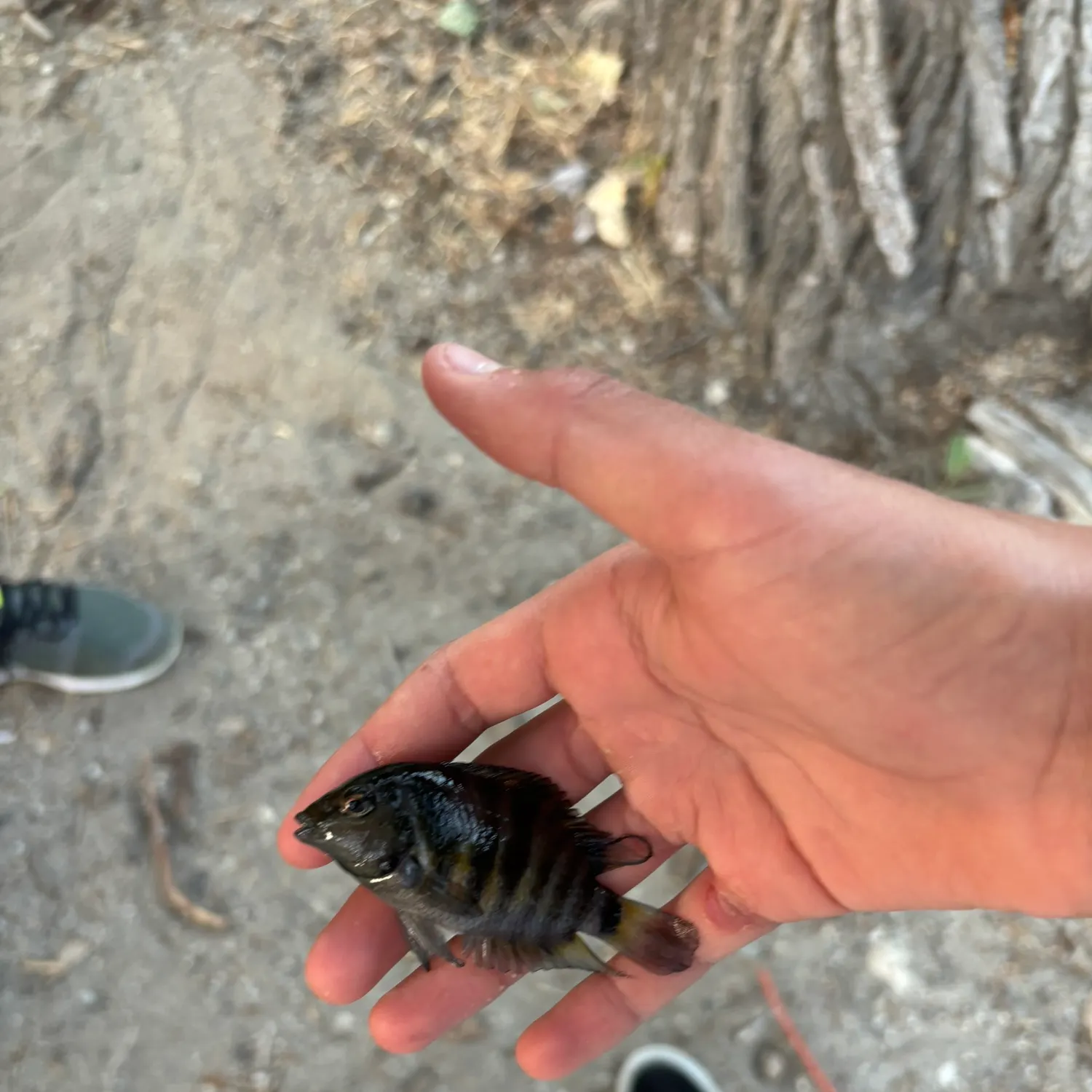 The most recent Convict cichlid catches on Fishbrain