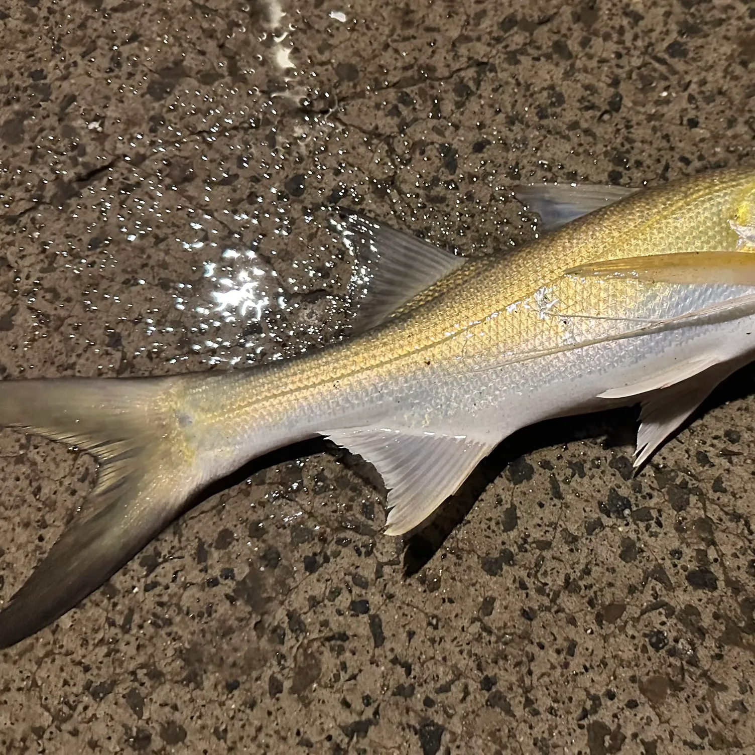 The most recent King threadfin catches on Fishbrain