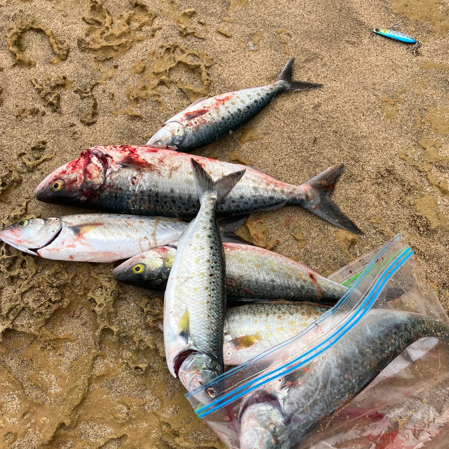 recently logged catches