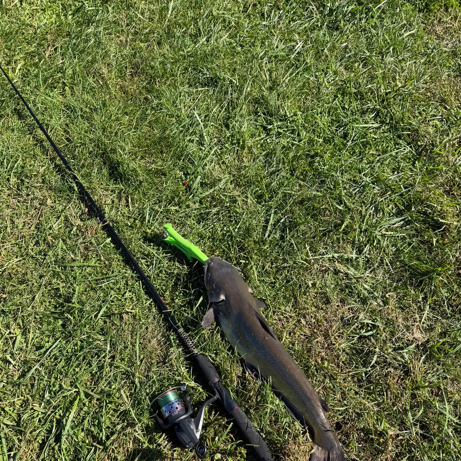 Channel catfish caught on Fishbrain