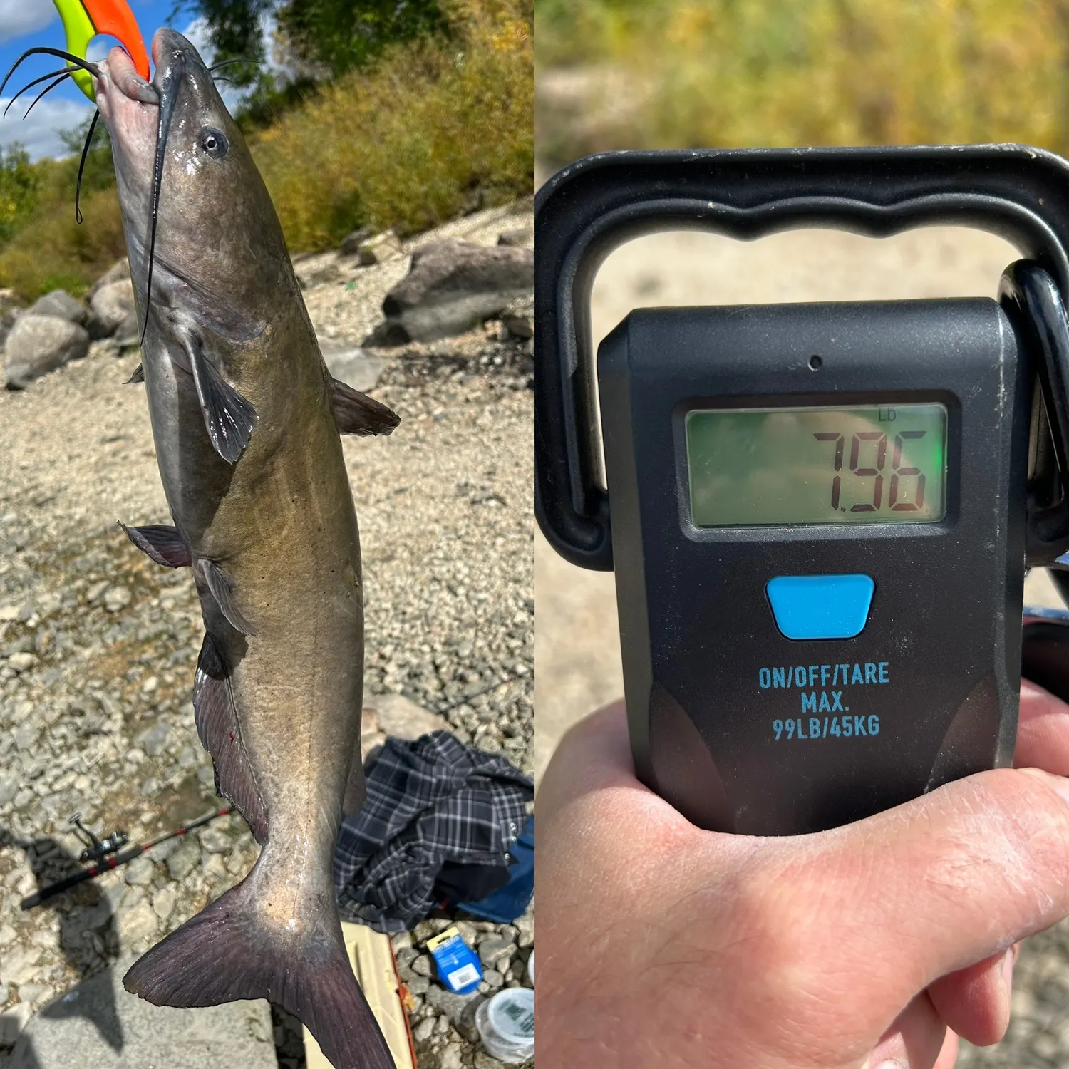 Channel catfish caught on Fishbrain