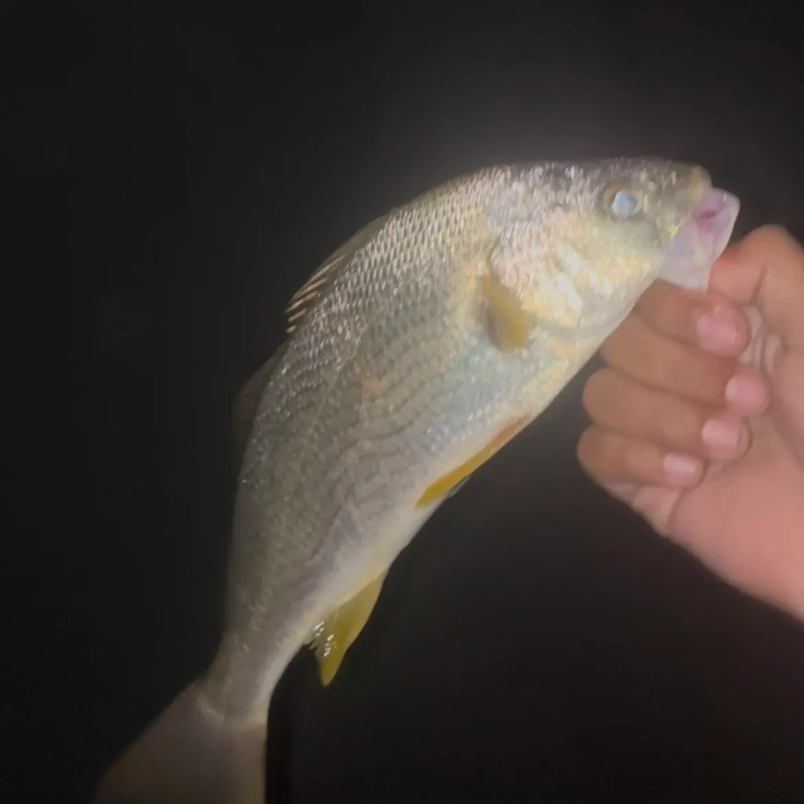 The most recent Yellowfin croaker catches on Fishbrain