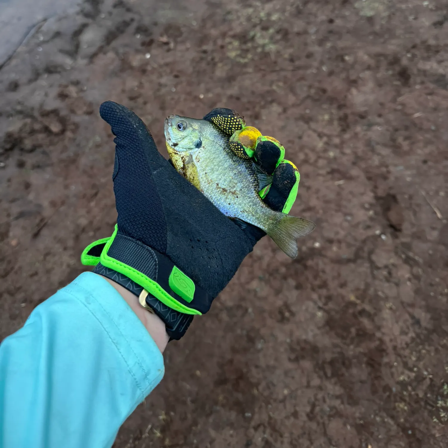 Bluegill caught on Fishbrain
