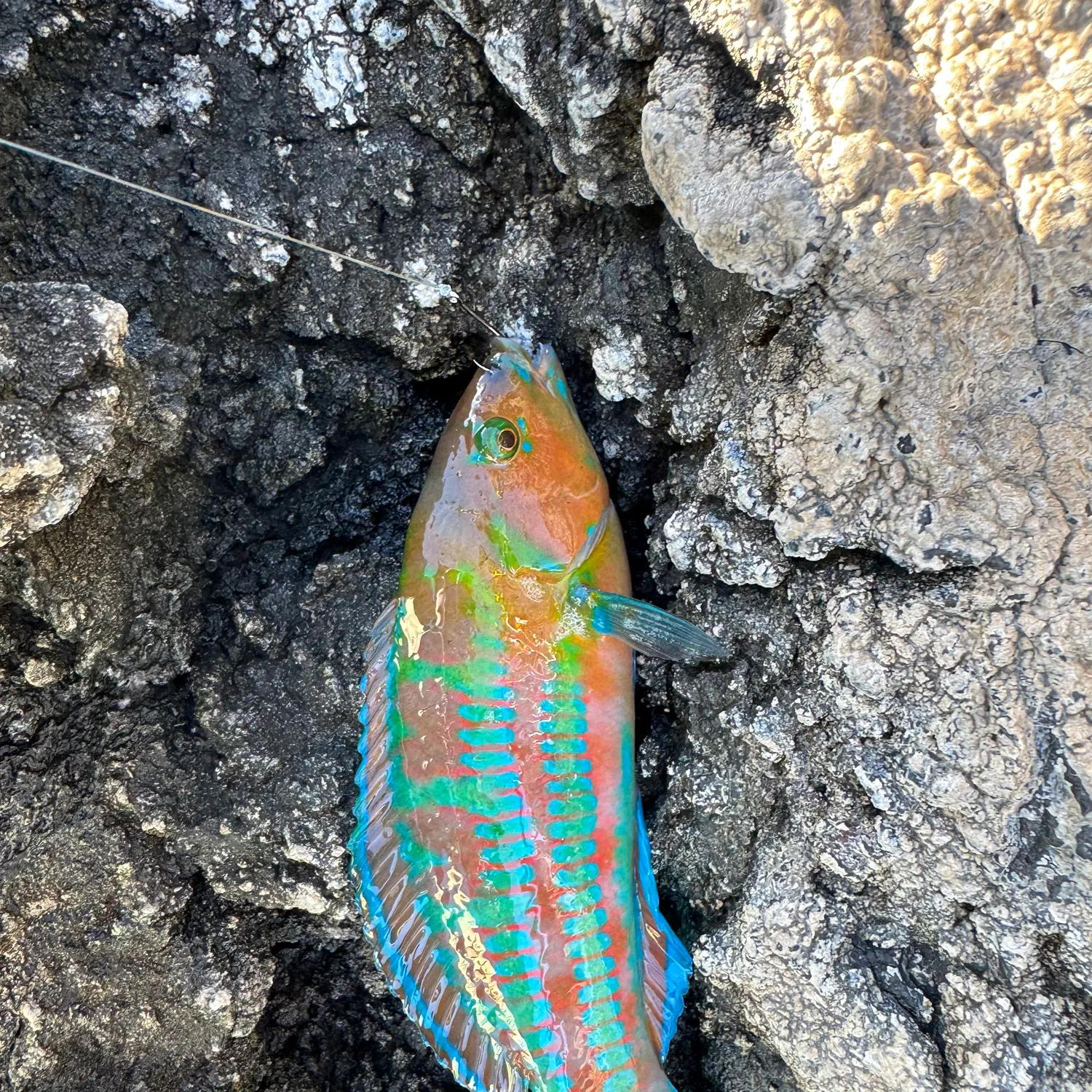 The most recent Christmas wrasse catches on Fishbrain