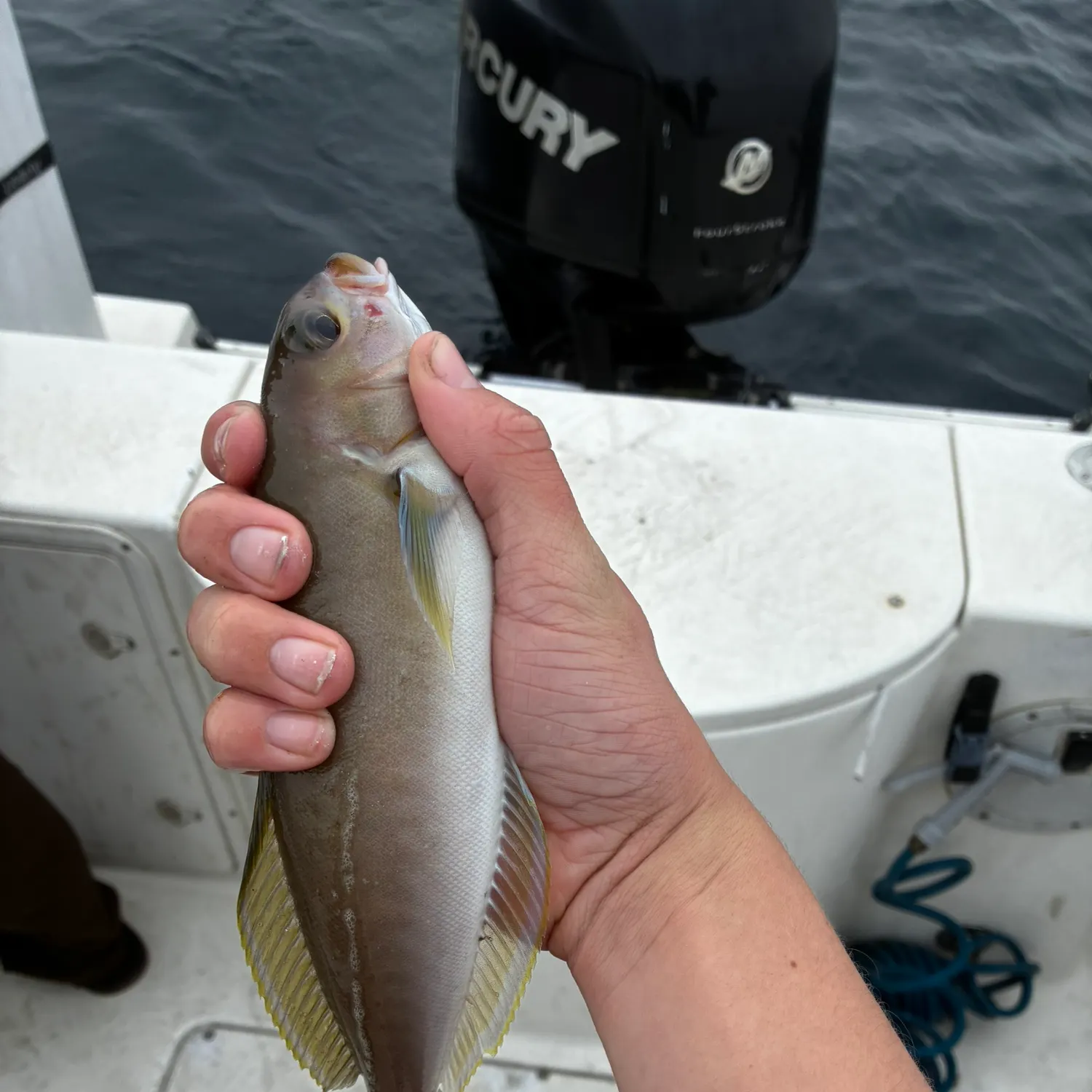 The most recent Ocean whitefish catches on Fishbrain