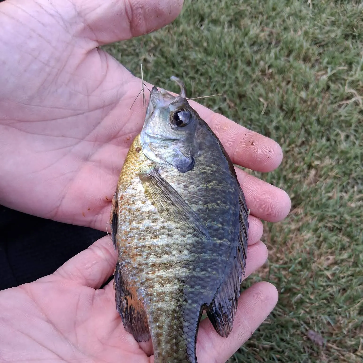The most recent Banded sunfish catches on Fishbrain