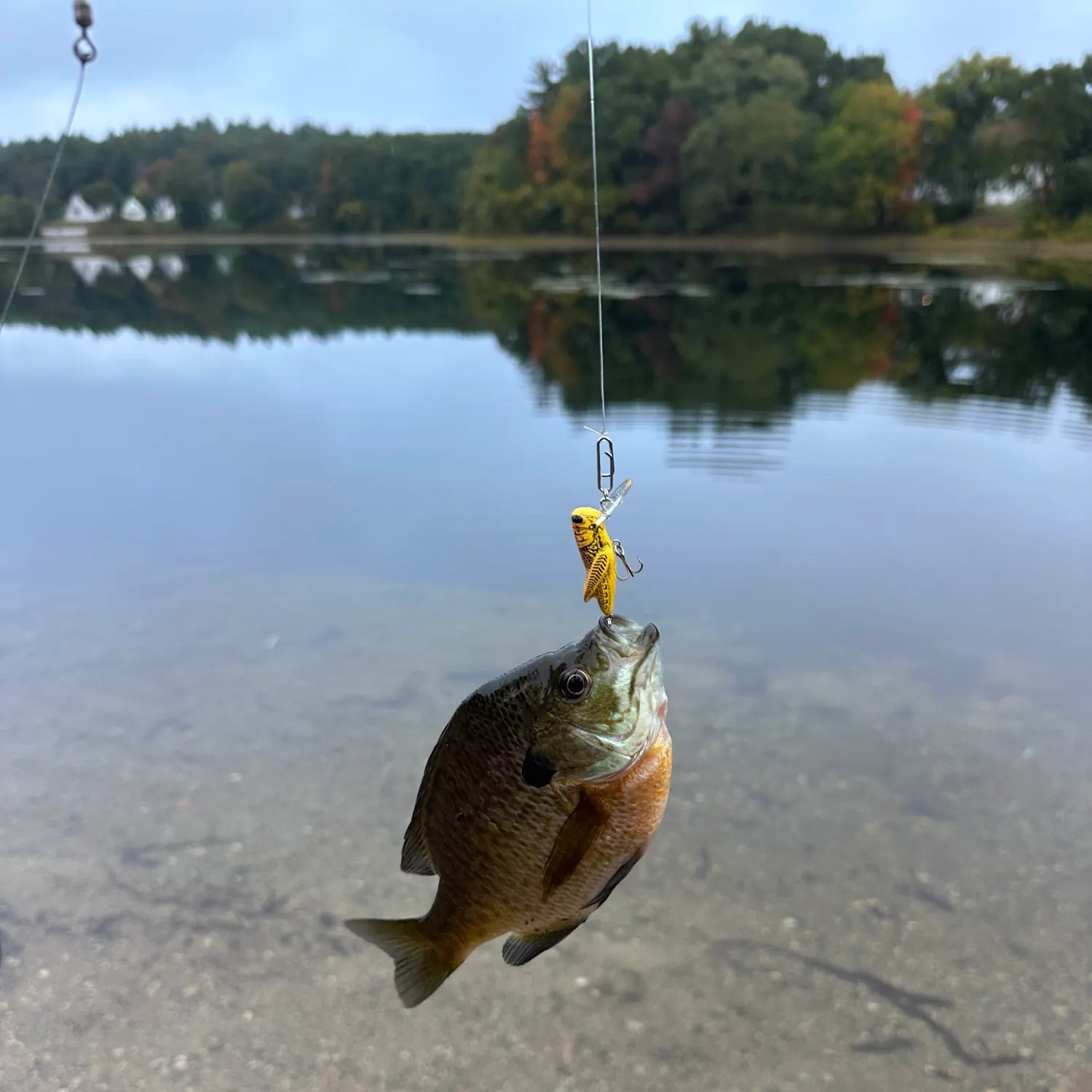 Bluegill caught on Fishbrain
