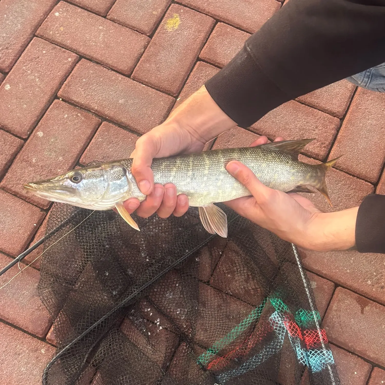 Northern pike caught on Fishbrain