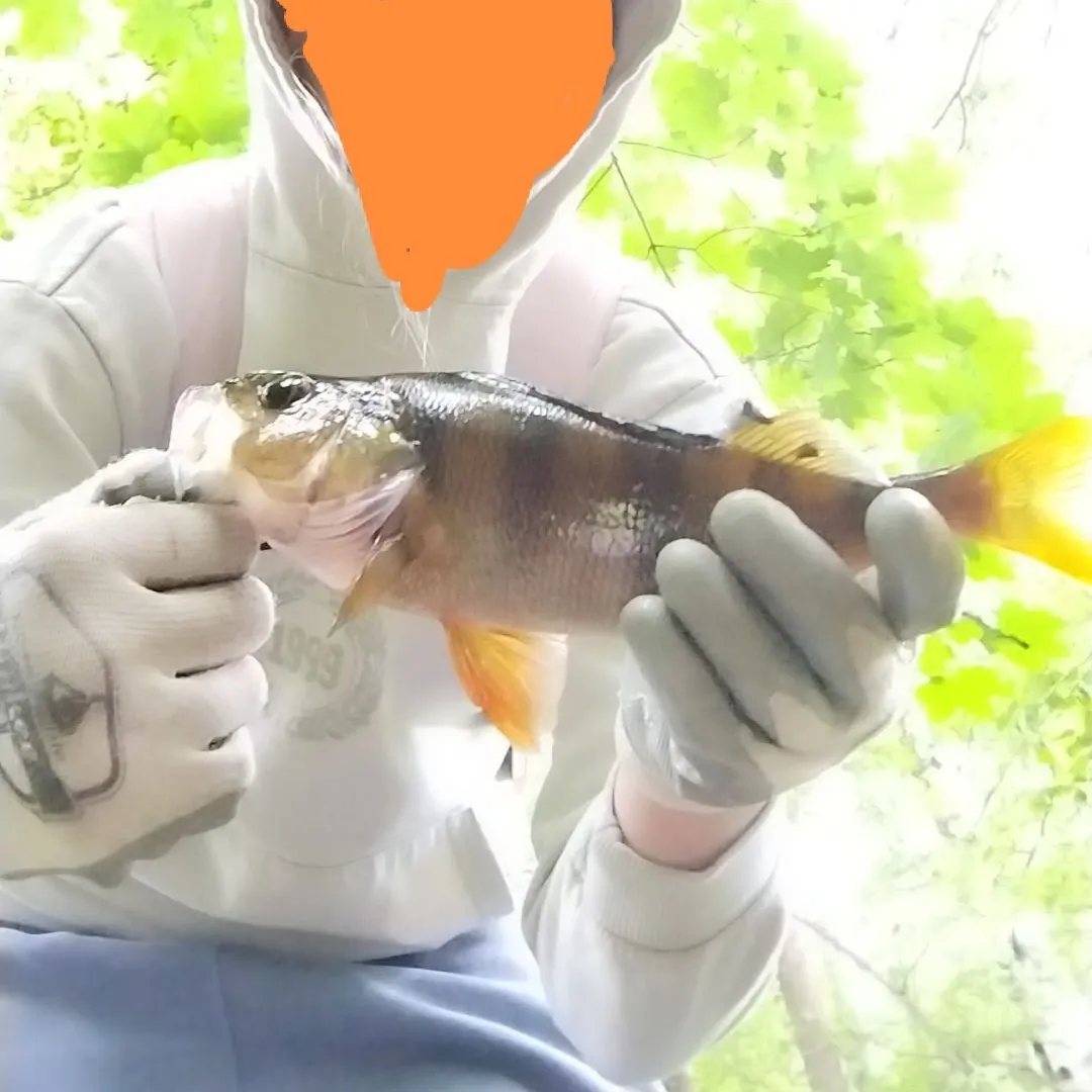 European perch caught on Fishbrain