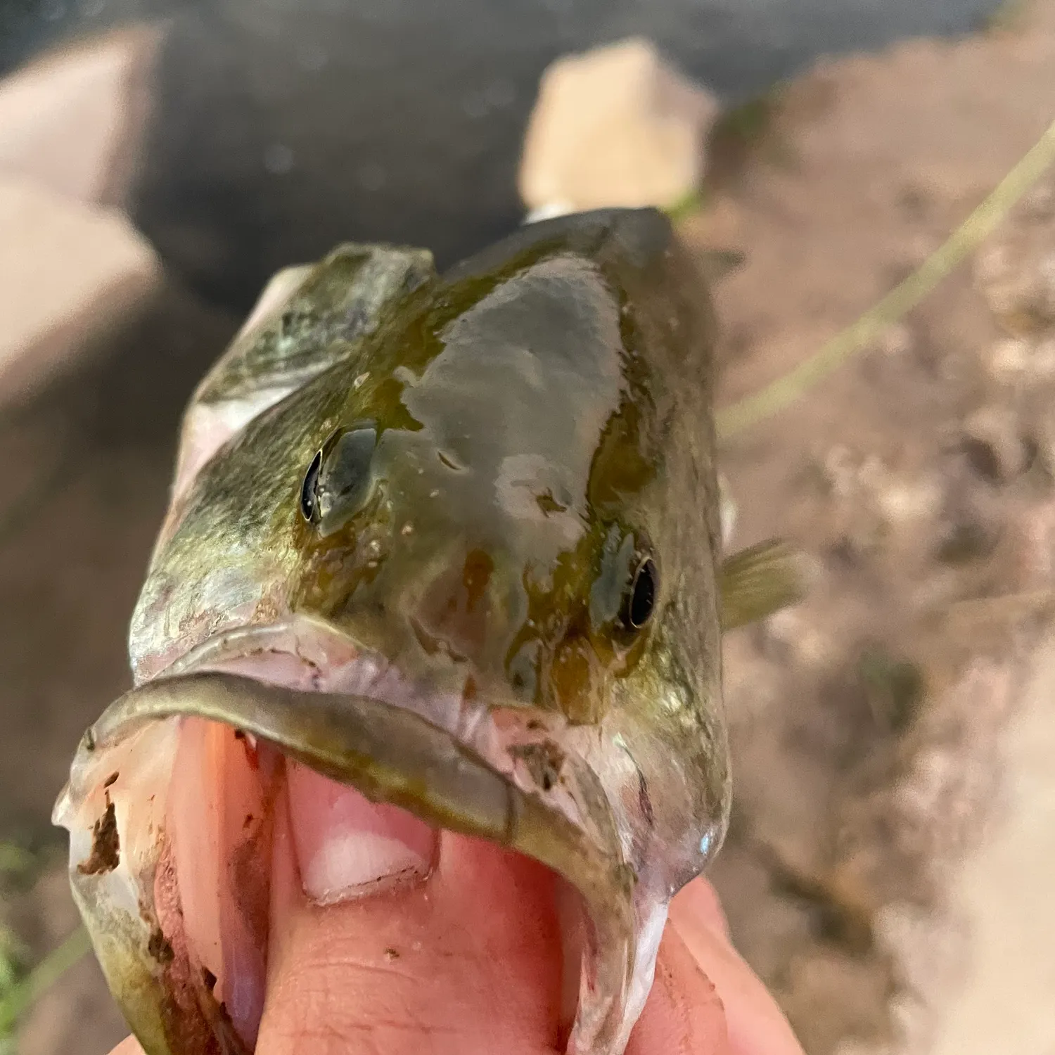 The most recent Largemouth bass catches on Fishbrain