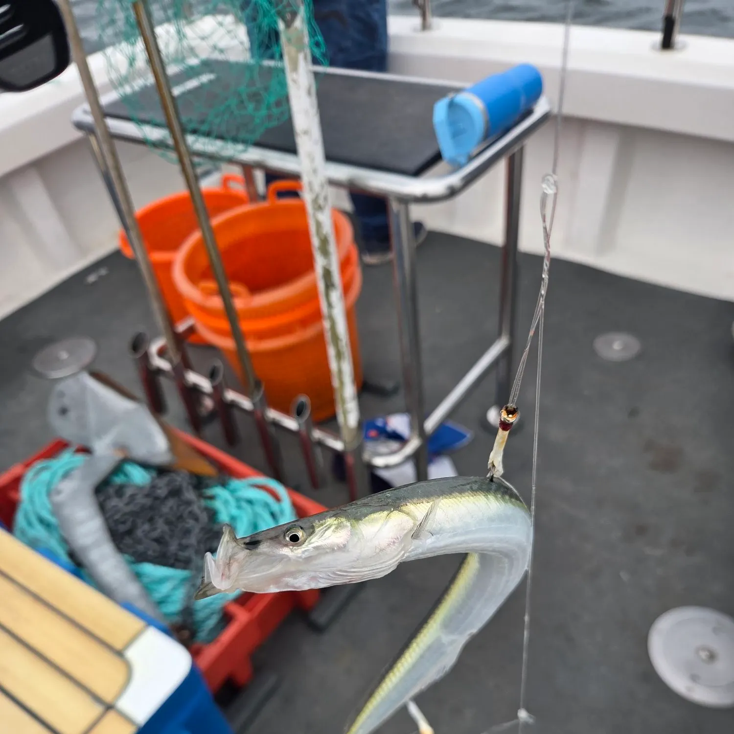 The most recent Great sandeel catches on Fishbrain