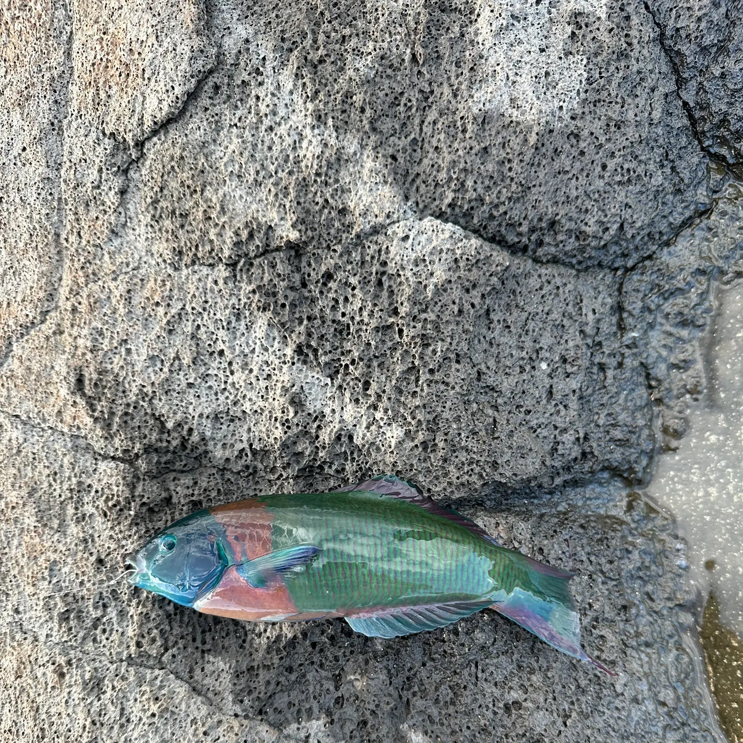 The most recent Saddle wrasse catches on Fishbrain