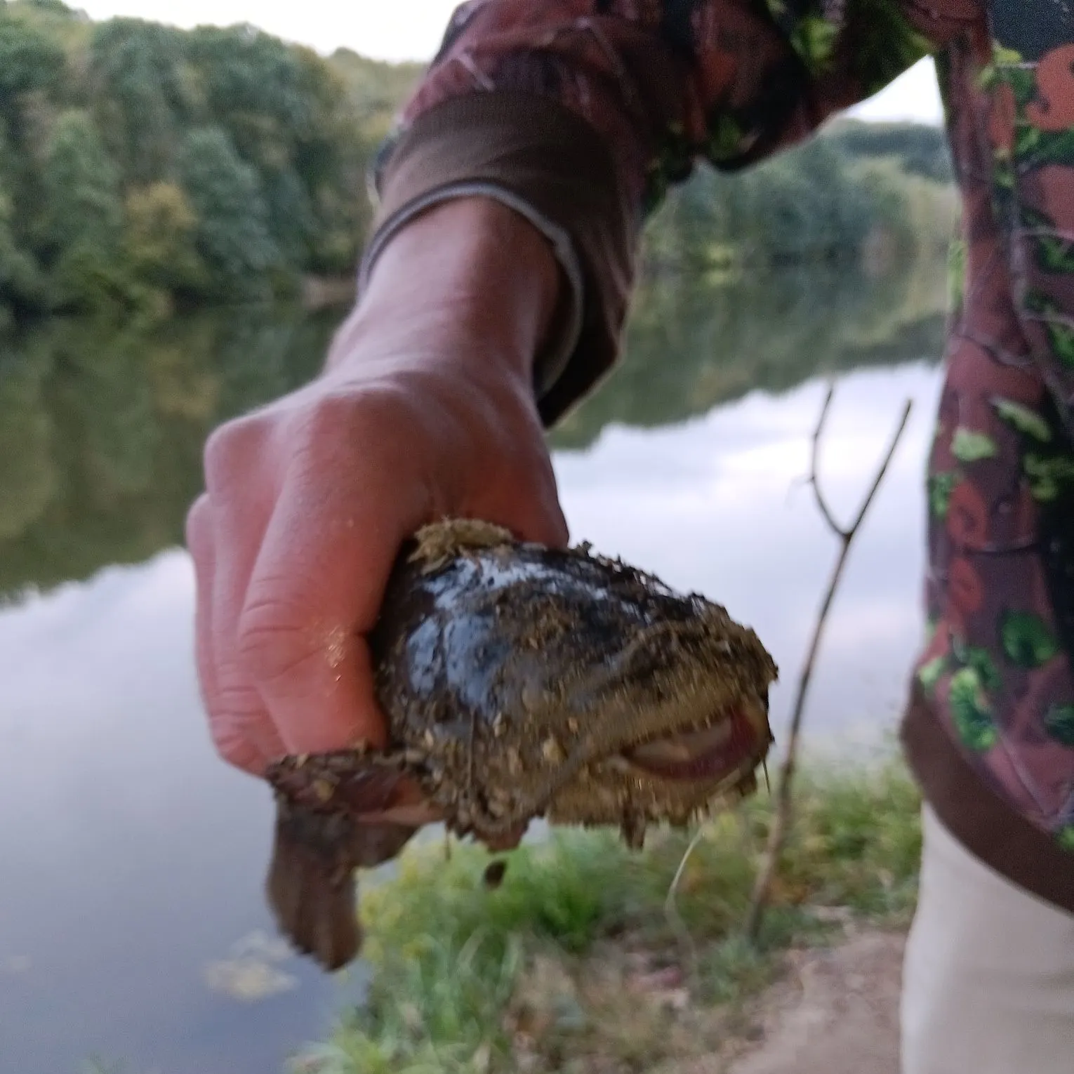 Yellow bullhead caught on Fishbrain