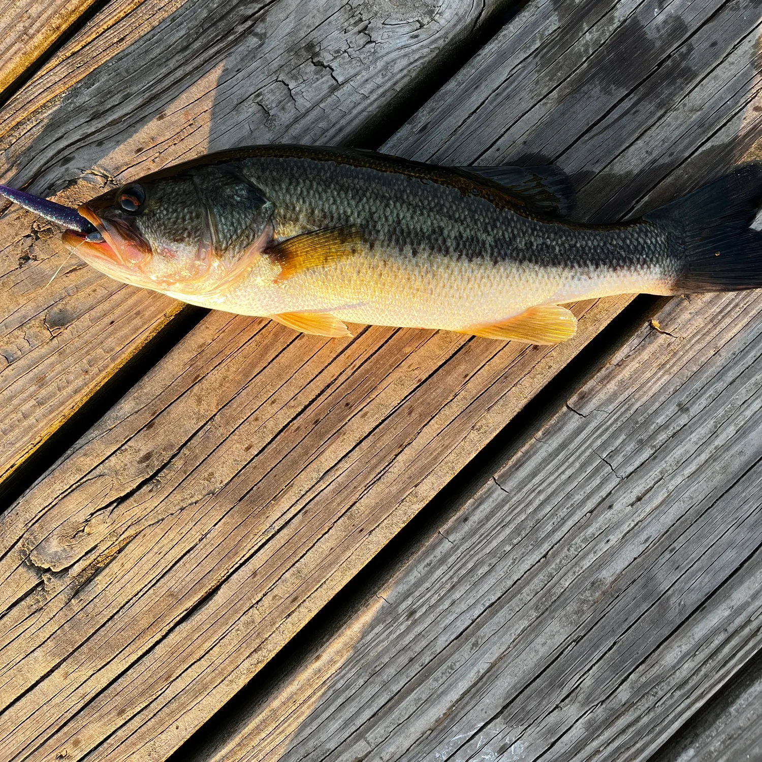 Largemouth bass caught on Fishbrain
