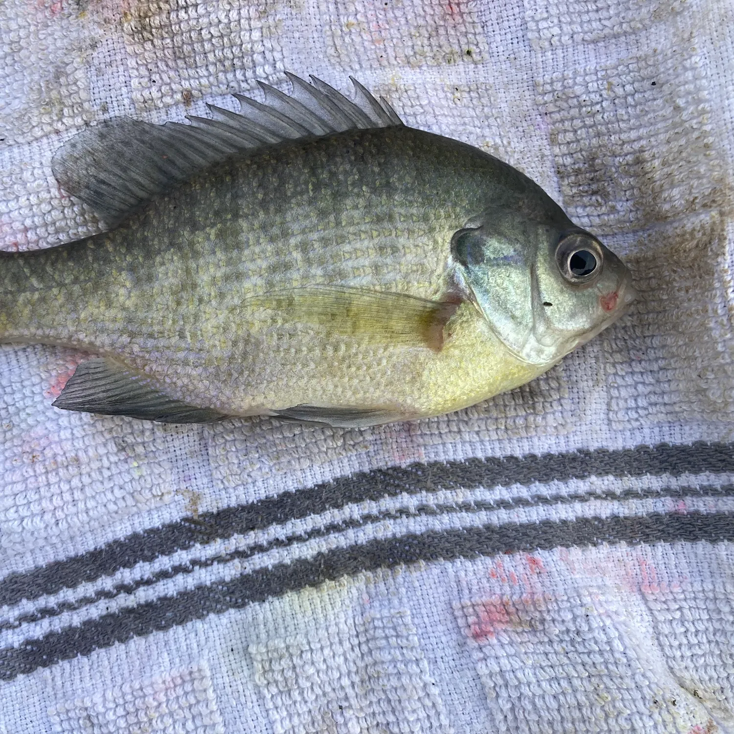 Bluegill caught on Fishbrain