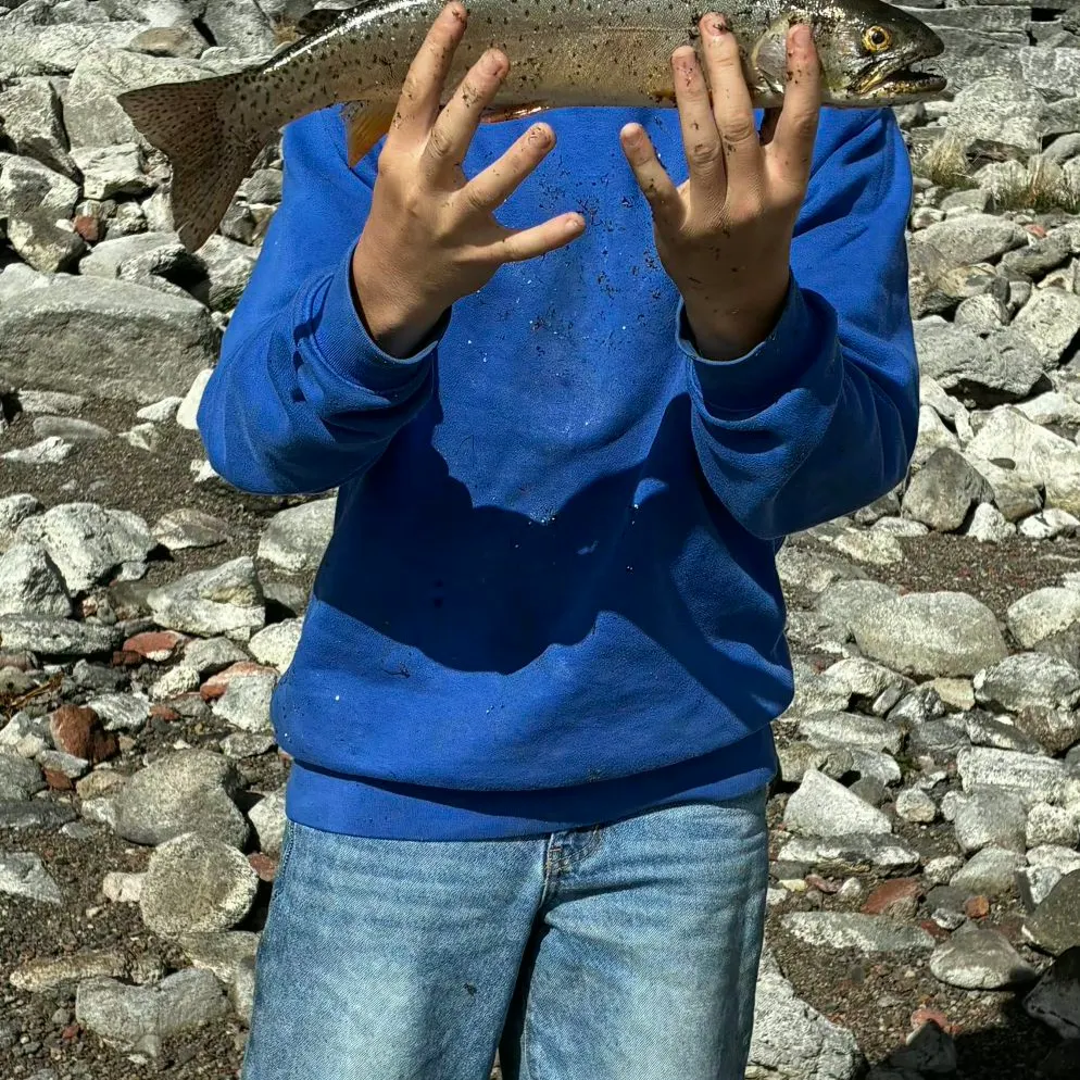 Cutthroat trout caught on Fishbrain