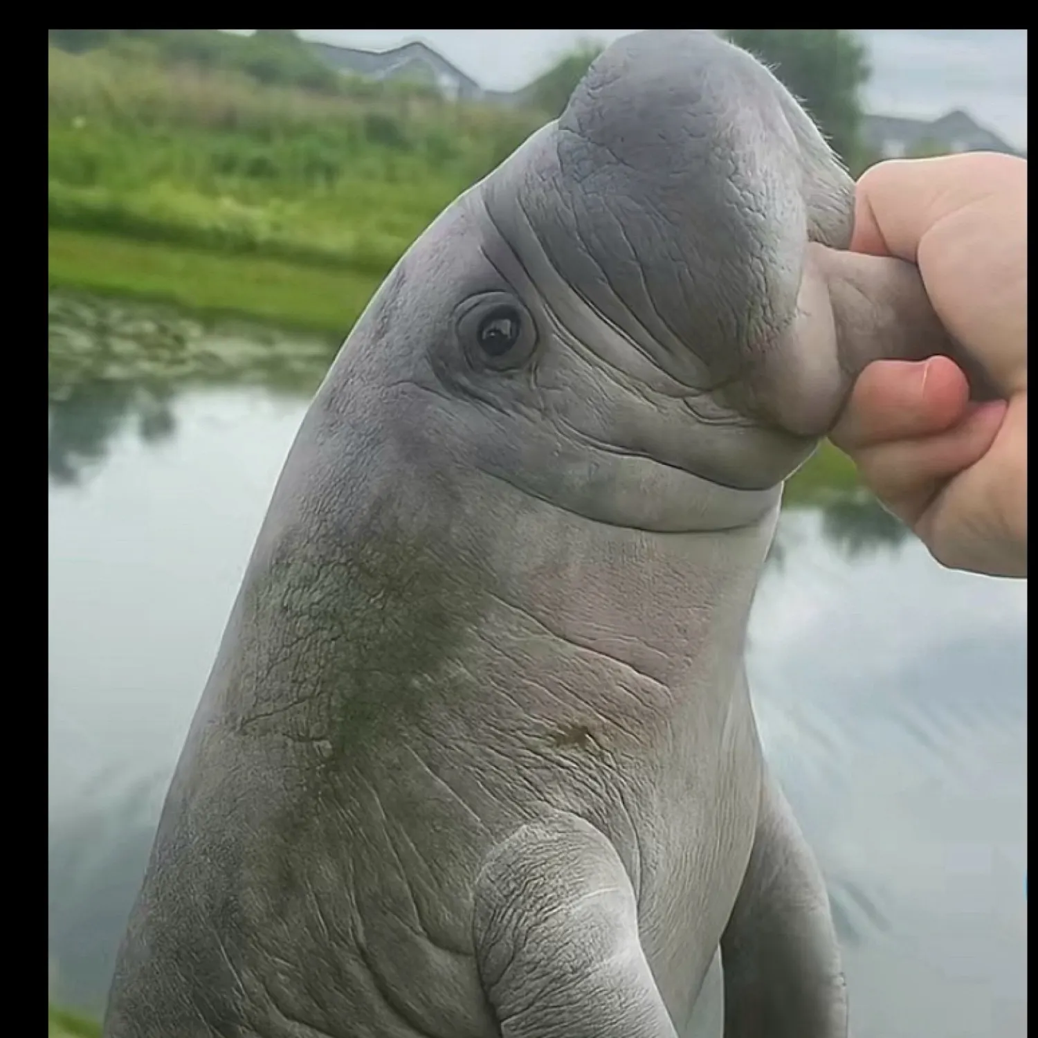 The most recent Great seahorse catches on Fishbrain