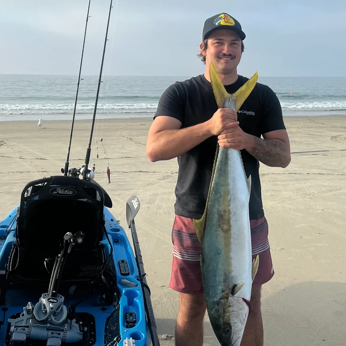 The most recent California yellowtail amberjack catches on Fishbrain