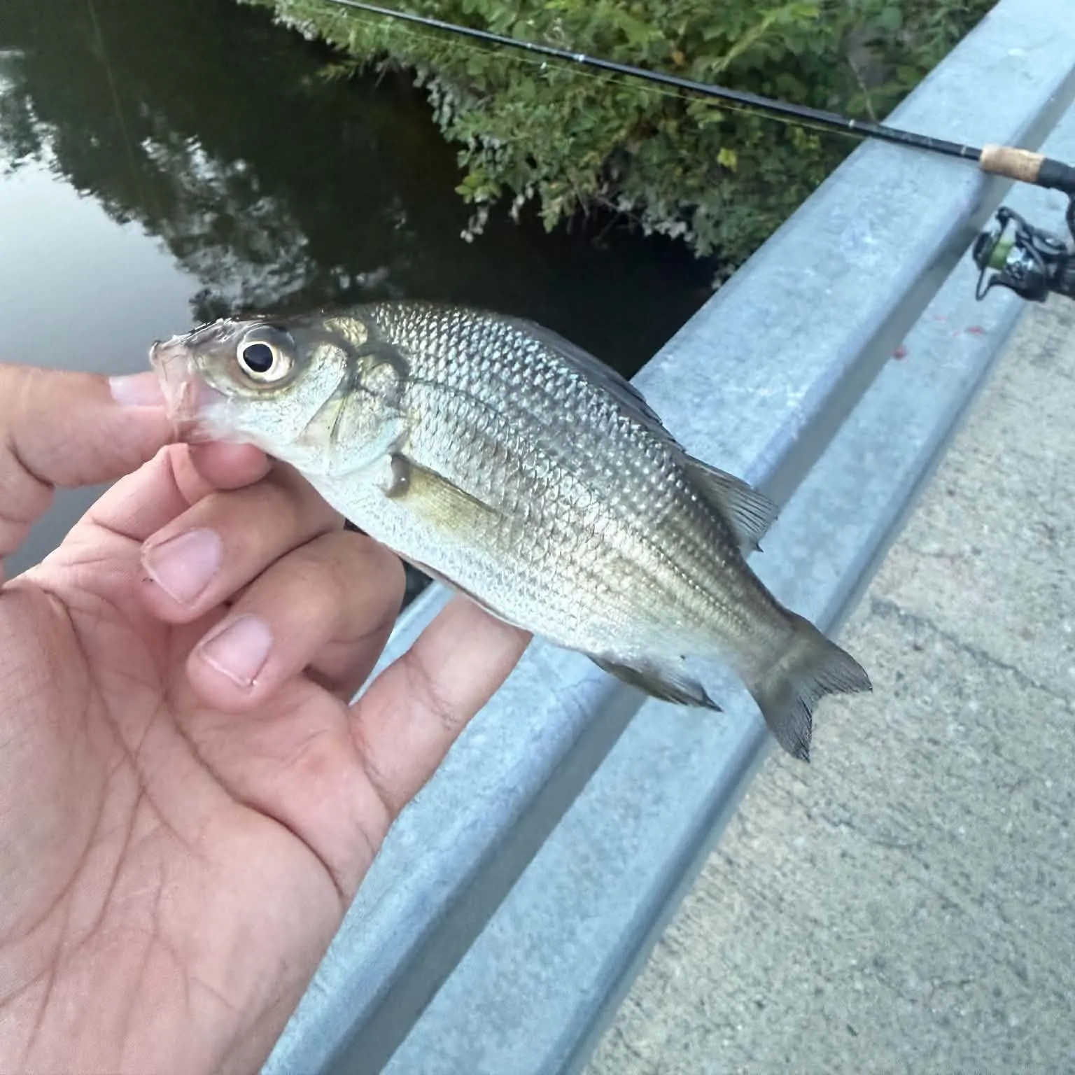 White perch caught on Fishbrain
