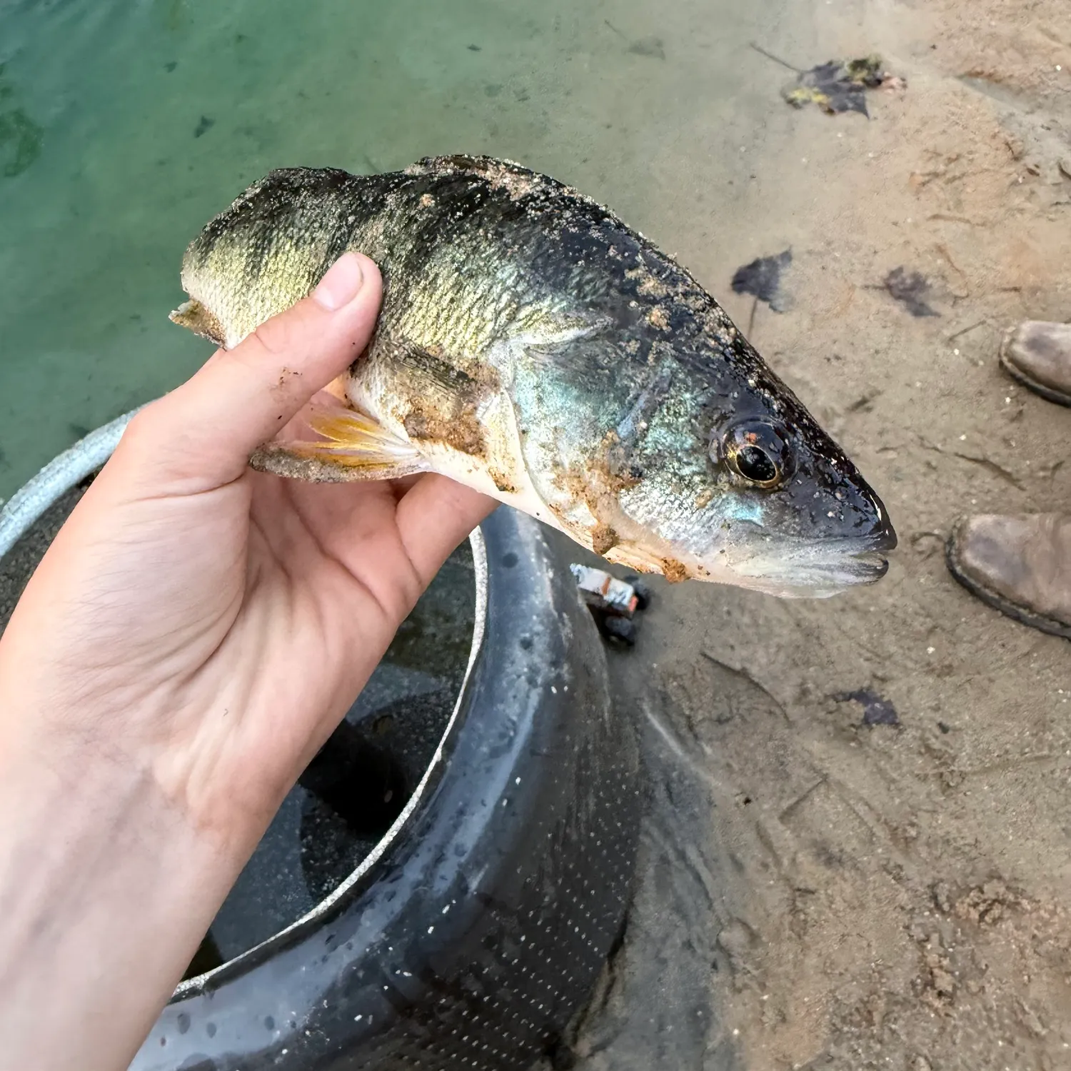 Yellow perch caught on Fishbrain