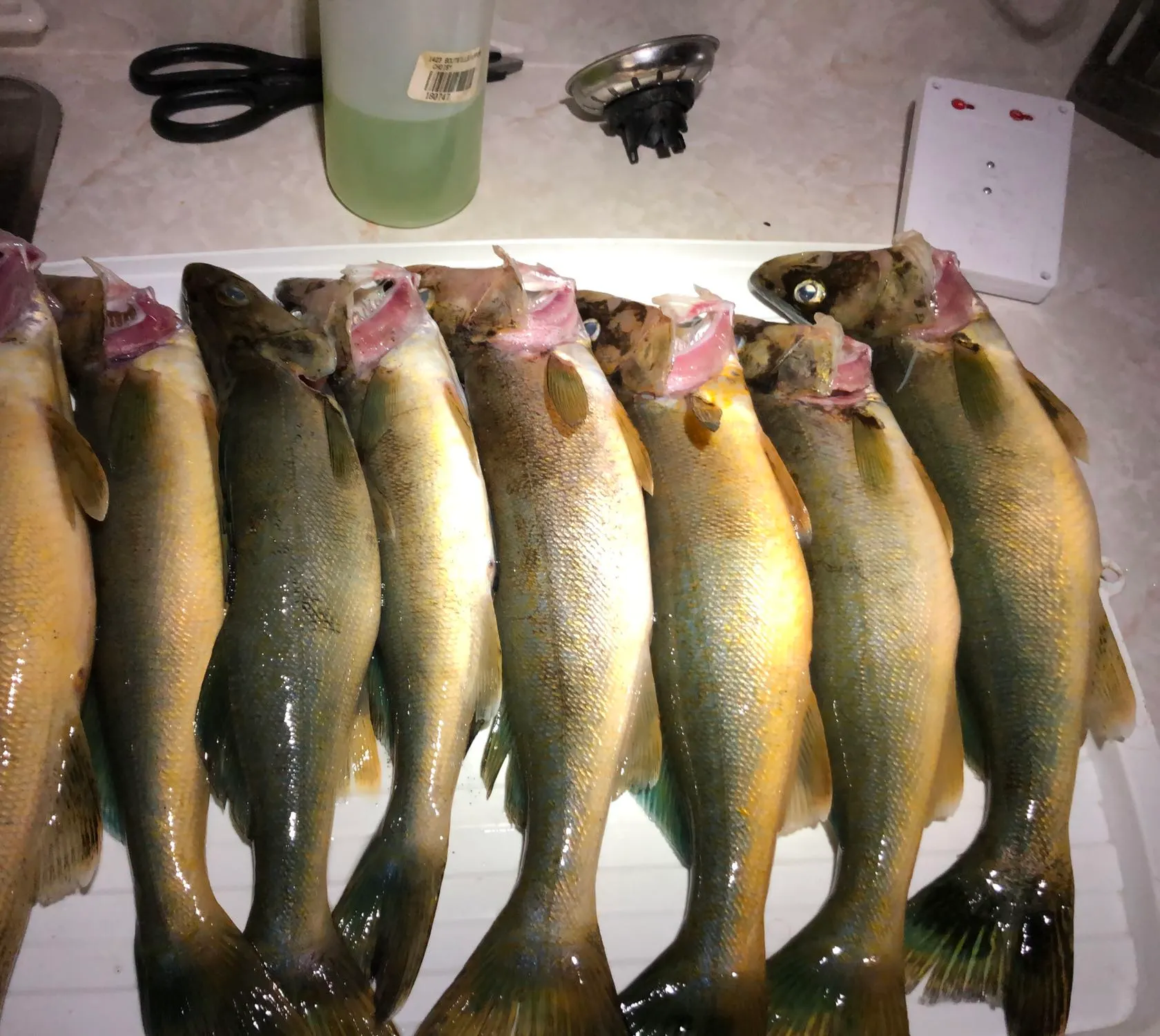 recently logged catches