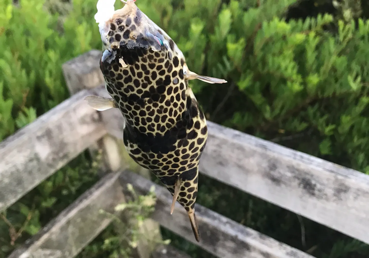 Smooth toadfish