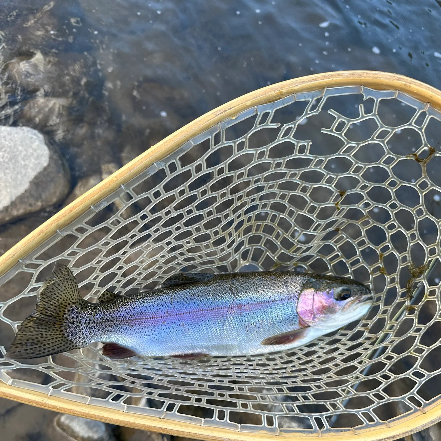 Rainbow trout caught on Fishbrain