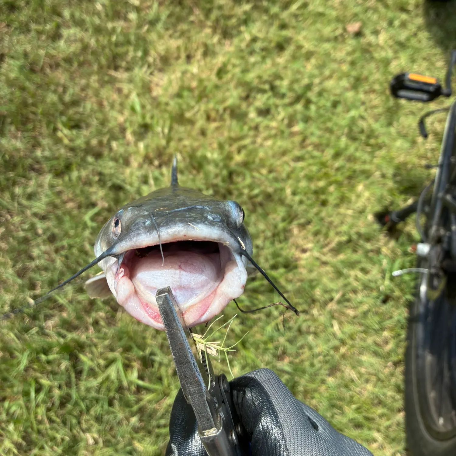 Fish caught on Fishbrain