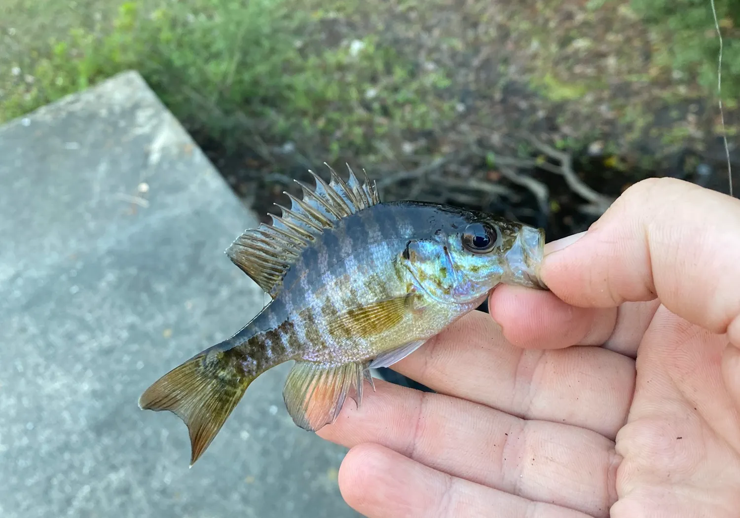 Warmouth x bluegill