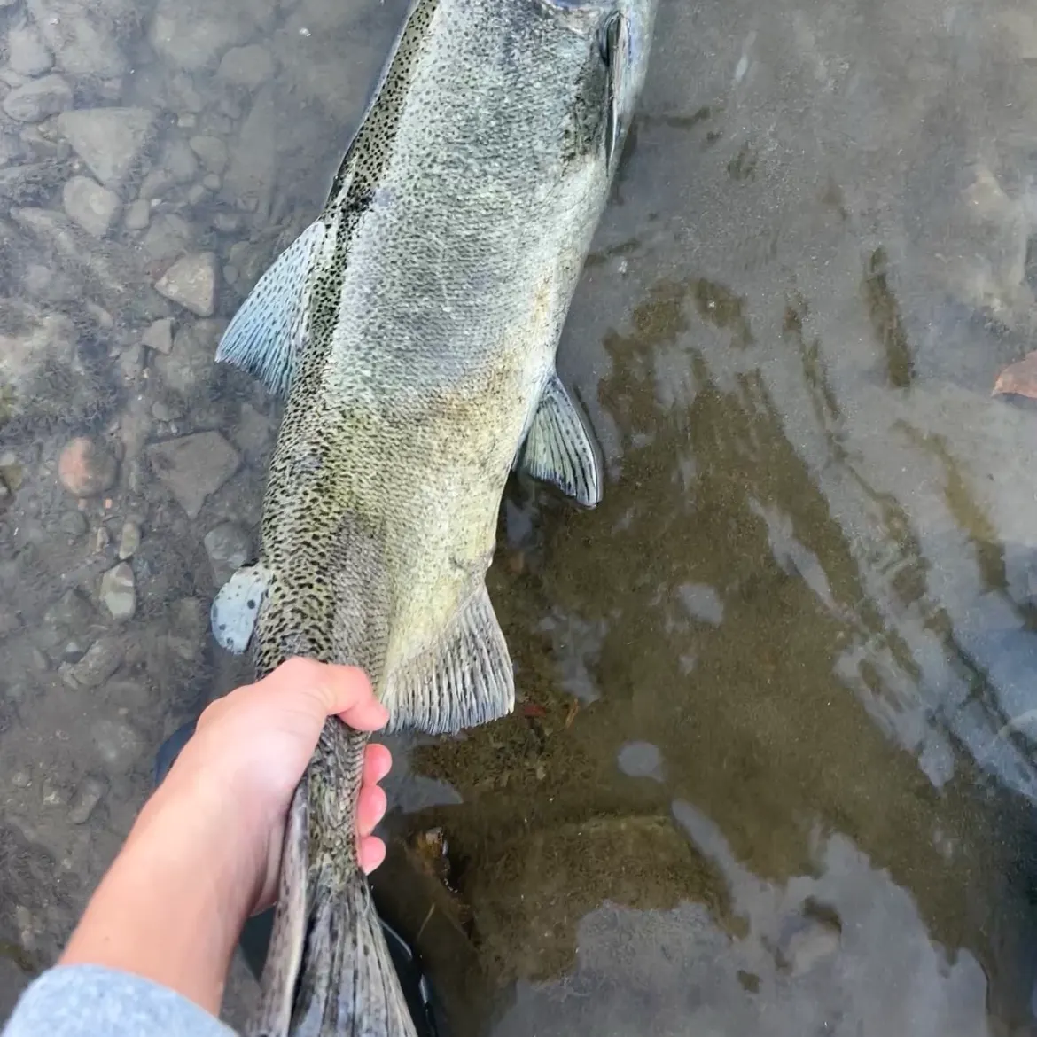 Chinook salmon caught on Fishbrain