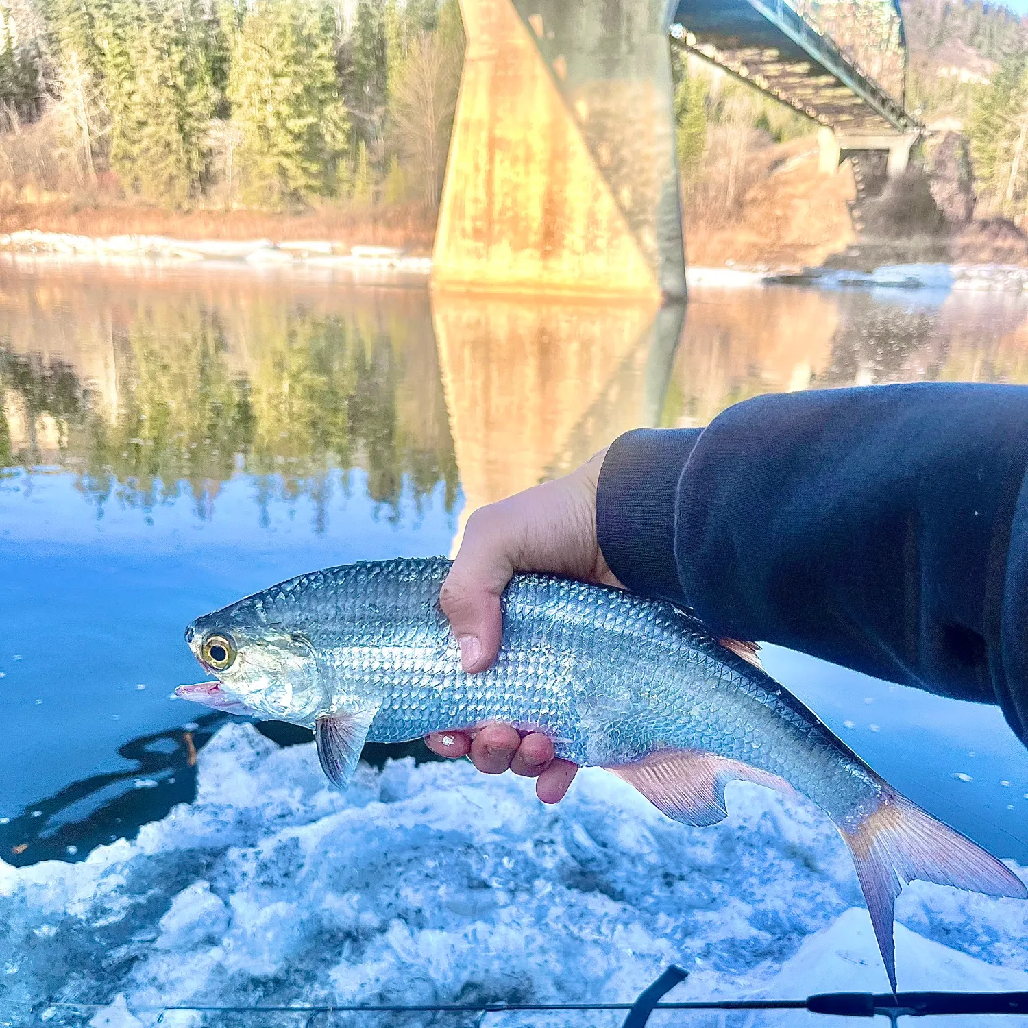 most liked catch image